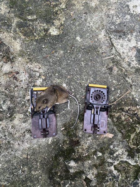 Photos dératisation piège souris morte 1 